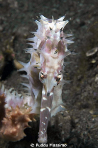 white sea horse,nikon 60 mm by Puddu Massimo 